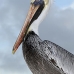 pelican_brown_can_v_0199_mex0209.jpg